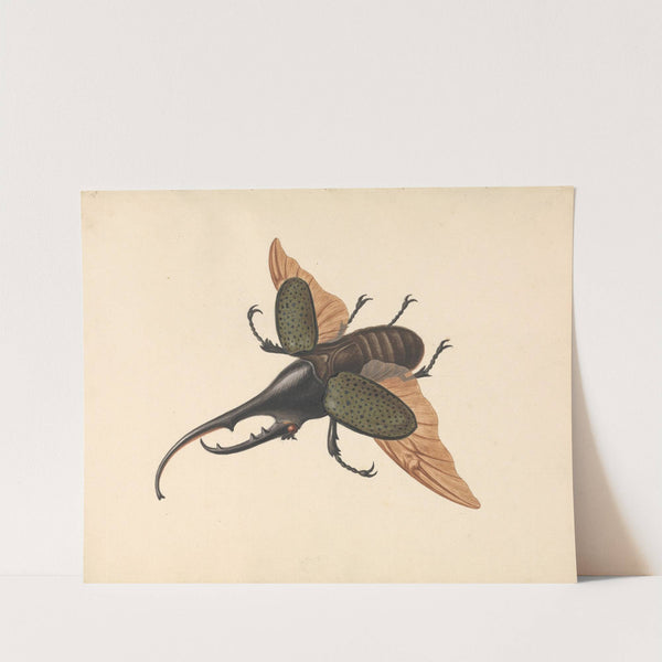 Hercules Beetle by George Edwards