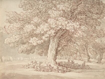 Herd of deer under an oak tree