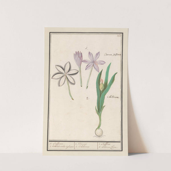 Herfsttijloos (Colchicum autumnale) 1. Saffraen. 2. hermodactelen tijloosen (1596-1610) by Anselmus Boëtius de Boodt