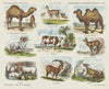 Herkauwende of tweehoevige dieren (1875-1919)