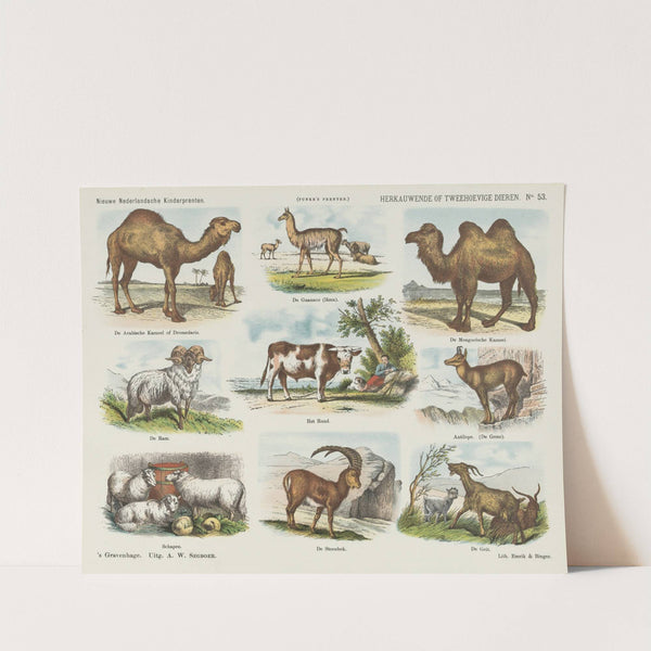 Herkauwende of tweehoevige dieren (1875-1919) by Emrik & Binger