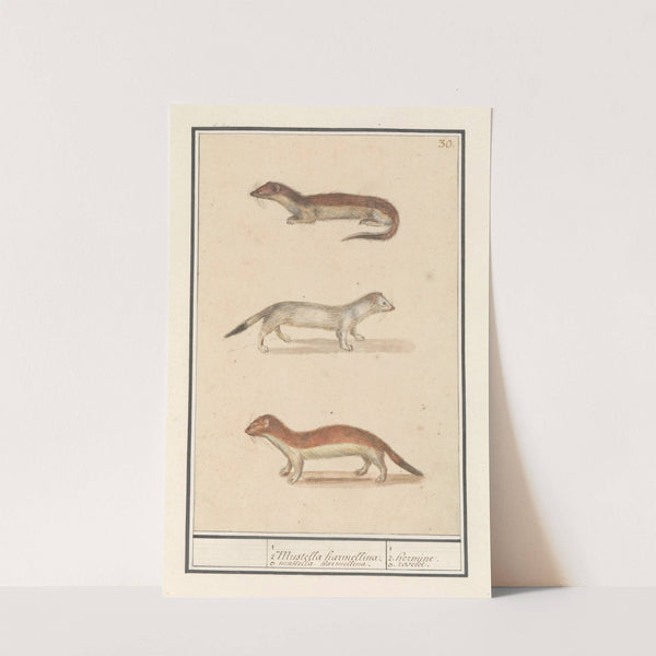 Hermelijn (Mustela erminea) 1 2 Mustella harmellina. 3 Mustella harmellina. 1 2. hermine. 3. roselet (1596-1610) by Anselmus Boëtius de Boodt