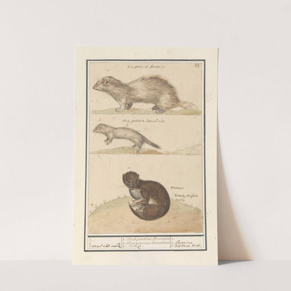 Hermelijn (Mustela erminea) en nerts (Mustela lutreola) (1596-1610) by Anselmus Boëtius de Boodt