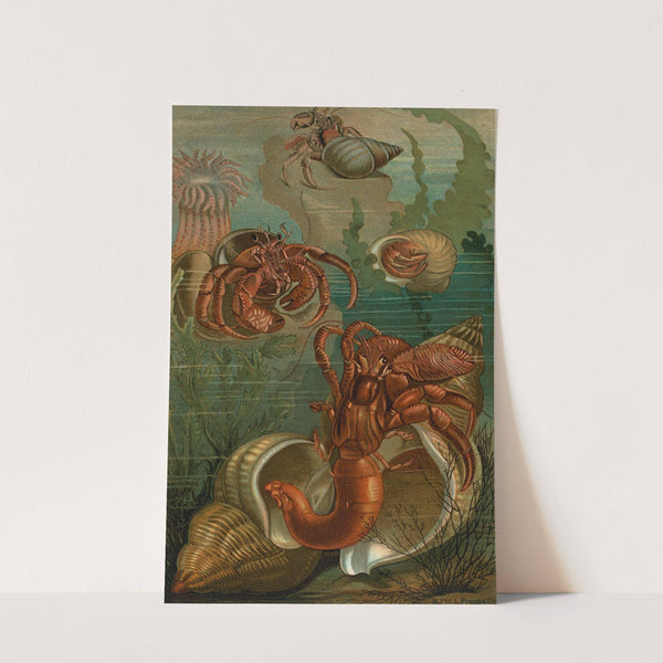 Hermit-Crabs. by John George Wood