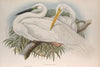 Herodias alba. Great White Egret, or White Heron. (1862-1873)