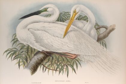 Herodias alba. Great White Egret, or White Heron. (1862-1873)