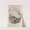 Herodias garzetta. Little Egret. (1862-1873) by John Gould