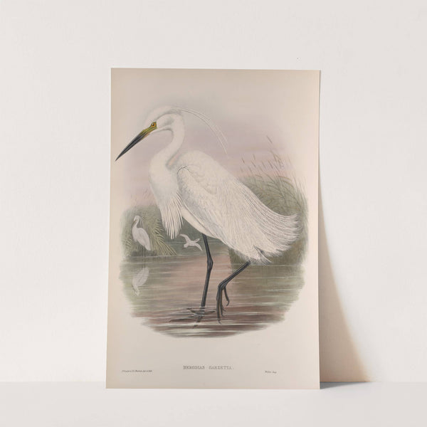 Herodias garzetta. Little Egret. (1862-1873) by John Gould
