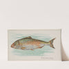 Herring (1889) by Allen & Ginter