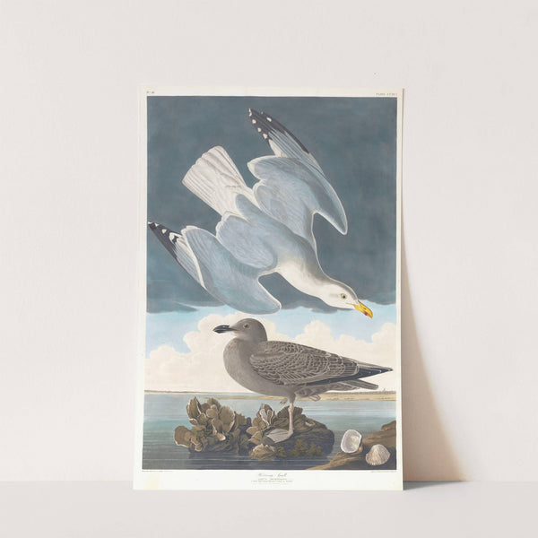 Herring gull by John James Audubon