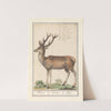 Hert (Cervidae) Hert. Cervus. Cerf. (1596-1610) by Anselmus Boëtius de Boodt