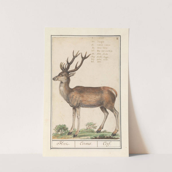 Hert (Cervidae) Hert. Cervus. Cerf. (1596-1610) by Anselmus Boëtius de Boodt