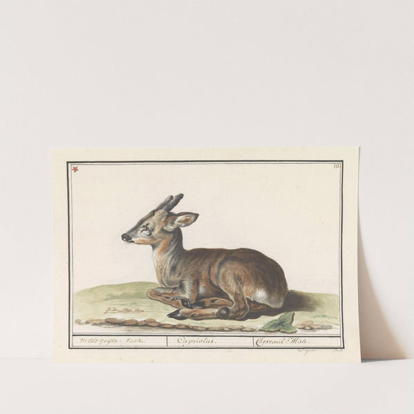 Hert (Cervidae) Wildt geijte-buck. Capriolus. Chevreuil Mâle. (1596-1610) by Anselmus Boëtius de Boodt