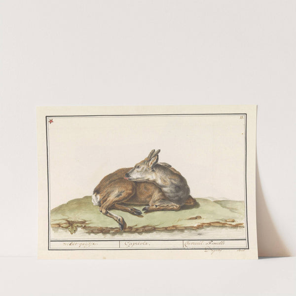 Hert (Cervidae) Wildt geijtje. Capriola. Chevreuil Femelle (1596-1610) by Anselmus Boëtius de Boodt