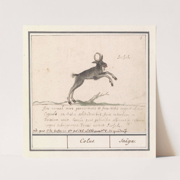 Hertachtige, mogelijk een bosgeitantilope (Nemorhaedini) (1596-1610) by Anselmus Boëtius de Boodt