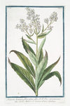 Hesperis hortensis, flore pleno, albo, H.R. Par. Odoratissimo – Viola Matronale bianca, ed anco Giuliana ( White Sweet Rocket)