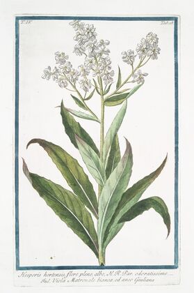 Hesperis hortensis, flore pleno, albo, H.R. Par. Odoratissimo – Viola Matronale bianca, ed anco Giuliana ( White Sweet Rocket)