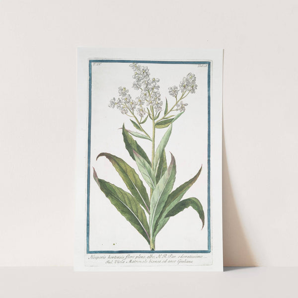 Hesperis hortensis, flore pleno, albo, H.R. Par. Odoratissimo - Viola Matronale bianca, ed anco Giuliana ( White Sweet Rocket) by Giorgio Bonelli