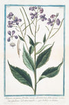 Hesperis montana, floribus roseis odoratissimis, foliis serratis – Giuliana salvatica semplice – Tutiane, ou Tuliene. (Sweet Rocket)