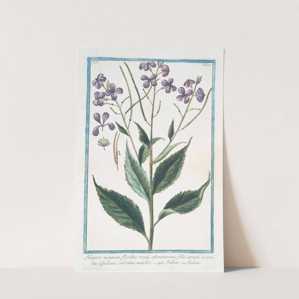 Hesperis montana, floribus roseis odoratissimis, foliis serratis - Giuliana salvatica semplice - Tutiane, ou Tuliene. (Sweet Rocket) by Giorgio Bonelli