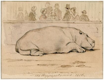 Het nijlpaard in de Engelse dierentuin