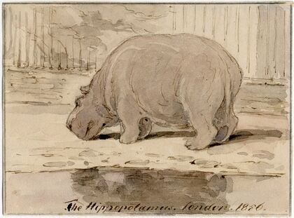 Het nijlpaard in de Engelse dierentuin