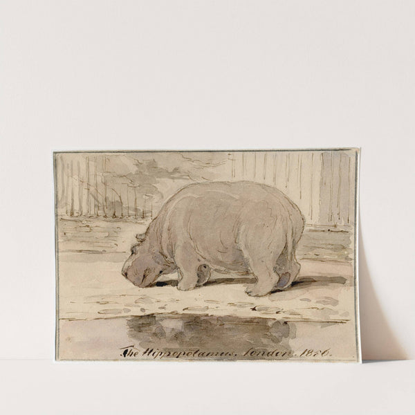 Het nijlpaard in de Engelse dierentuin by Pieter van Loon