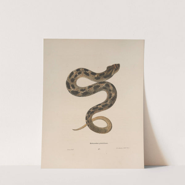 Heterodon platirhinos 2 by John Edwards Holbrook