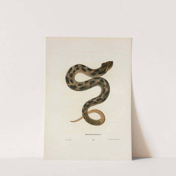 Heterodon platirhinos by John Edwards Holbrook