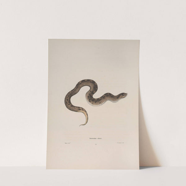 Heterodon simus by John Edwards Holbrook