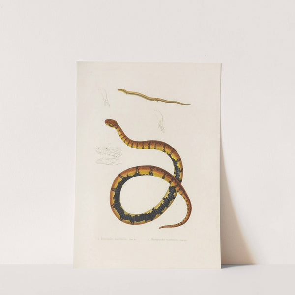 Heteromeles Mauritanius, Macroprotodon Mauritanicus (1844-1867) by Arthus Bertrand