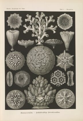 Hexacoralla. – Sechsstrahlige Sternkorallen