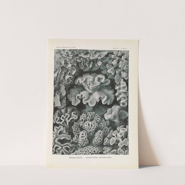 Hexacoralla. - Sechsstrahlige Sternkorallen by Ernst Haeckel