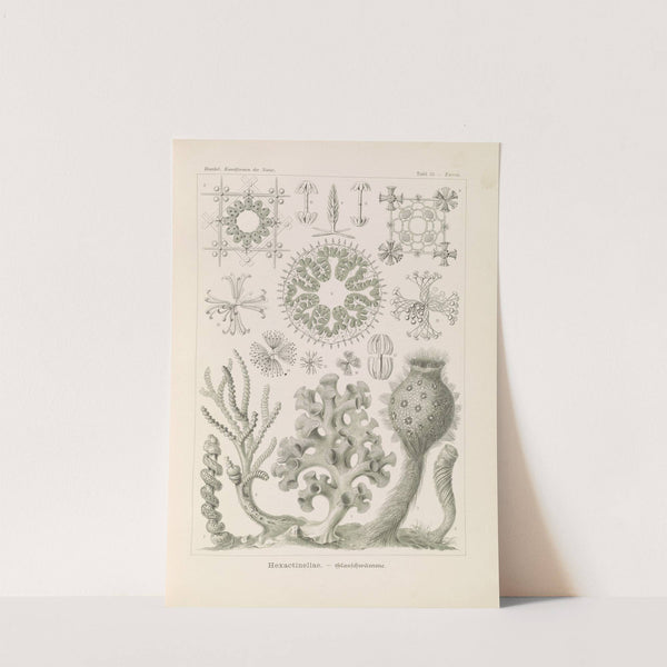 Hexactinellae. - Glasschwämme by Ernst Haeckel