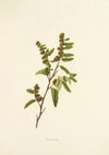 Hialoa (1885)