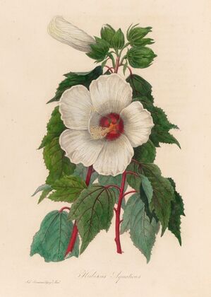Hibiscus Aquaticus (1818-1824)