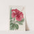 Hibiscus Cameroni-fulgens by Sydenham Edwards