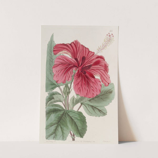 Hibiscus Cameroni-fulgens by Sydenham Edwards