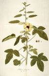Hibiscus diversifolius