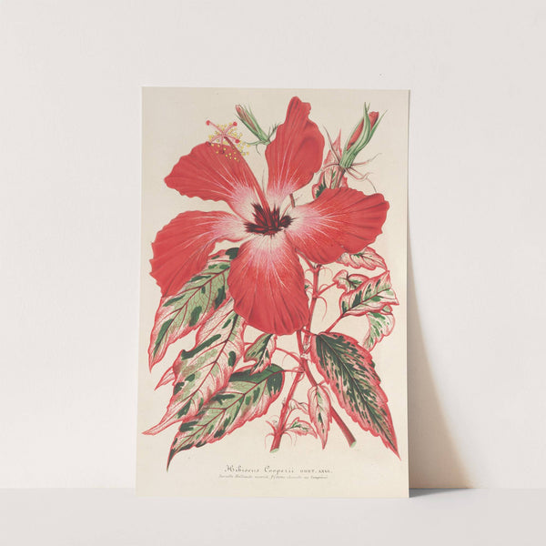 Hibiscus (et mieux Ibiscus) Cooperi by Charles Antoine Lemaire