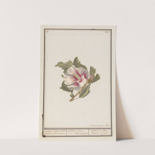 Hibiscus (Hibiscus syriacus) (1596-1610) by Anselmus Boëtius de Boodt