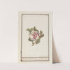Hibiscus (Hibiscus syriacus) (1790 - 1799) by Jan Anton Garemyn