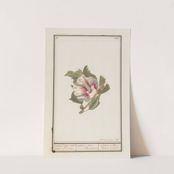 Hibiscus (Hibiscus syriacus) (1790 - 1799) by Jan Anton Garemyn