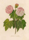 Hibiscus mutabilis (1818-1824)