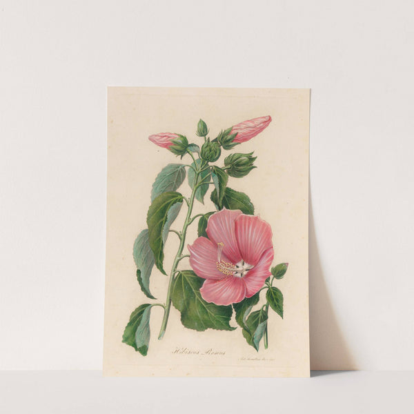 Hibiscus Roseus (1818-1824) by Gaetano Savi