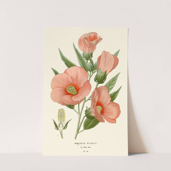 Hibiscus Roseus (1896-1897) by Edward Step