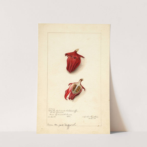 Hibiscus sabdariffa: Roselle by Amanda Almira Newton