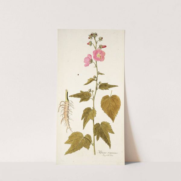 Hibiscus virginicus by Nikolaus Joseph Freiherr von Jacquin