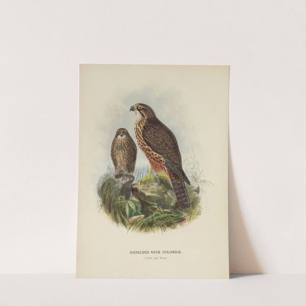 Hieracidea Novae Zealandiae (Adult and Young) by John Gerrard Keulemans