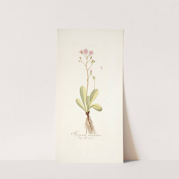 Hieracium incarnatum by Nikolaus Joseph Freiherr von Jacquin